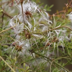 Clematis leptophylla at Gigerline Nature Reserve - 24 Nov 2023 11:52 AM