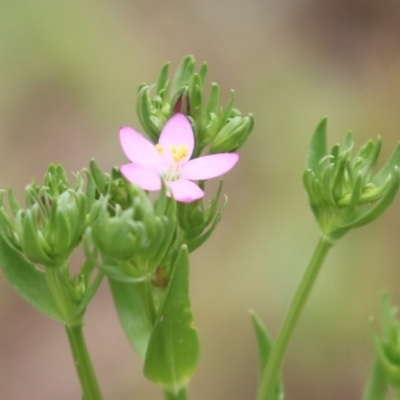 Centaurium sp. (Centaury) at Gigerline Nature Reserve - 24 Nov 2023 by RodDeb