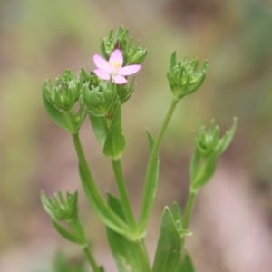 Centaurium sp. at Gigerline Nature Reserve - 24 Nov 2023