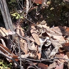 Lampropholis guichenoti (Common Garden Skink) at Lower Cotter Catchment - 26 Nov 2023 by Mikayla93