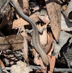 Lampropholis guichenoti at Lower Cotter Catchment - 26 Nov 2023 10:37 PM