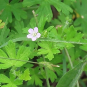 Geranium gardneri at Gigerline Nature Reserve - 24 Nov 2023