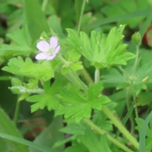 Geranium gardneri at Gigerline Nature Reserve - 24 Nov 2023