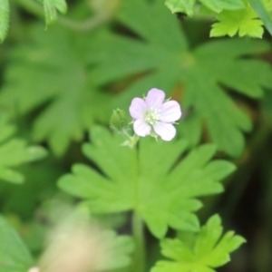 Geranium gardneri at Gigerline Nature Reserve - 24 Nov 2023