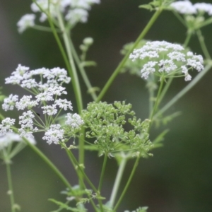 Conium maculatum at Gigerline Nature Reserve - 24 Nov 2023 01:16 PM