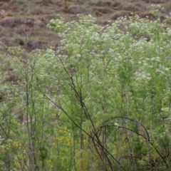 Conium maculatum at Gigerline Nature Reserve - 24 Nov 2023