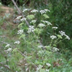 Conium maculatum at Gigerline Nature Reserve - 24 Nov 2023