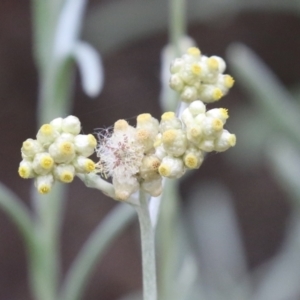 Pseudognaphalium luteoalbum at Gigerline Nature Reserve - 24 Nov 2023