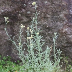 Pseudognaphalium luteoalbum at Gigerline Nature Reserve - 24 Nov 2023