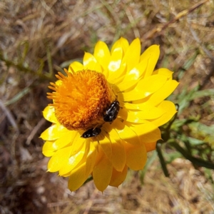 Mordellidae (family) at Justice Robert Hope Reserve (JRH) - 26 Nov 2023