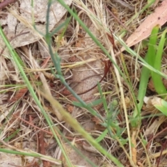 Petrorhagia nanteuilii at Gigerline Nature Reserve - 24 Nov 2023