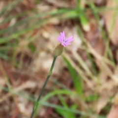 Petrorhagia nanteuilii at Gigerline Nature Reserve - 24 Nov 2023 12:28 PM