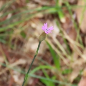 Petrorhagia nanteuilii at Gigerline Nature Reserve - 24 Nov 2023