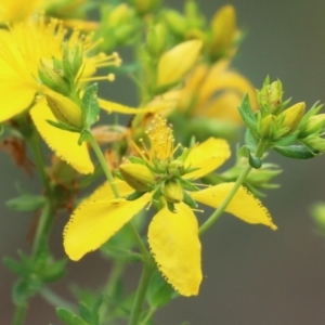 Hypericum perforatum at Gigerline Nature Reserve - 24 Nov 2023