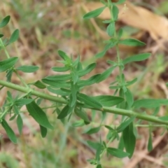 Hypericum perforatum at Gigerline Nature Reserve - 24 Nov 2023 12:32 PM