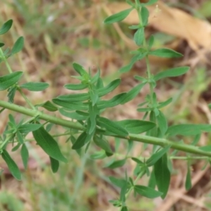 Hypericum perforatum at Gigerline Nature Reserve - 24 Nov 2023