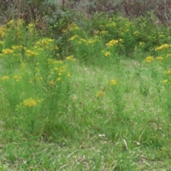 Hypericum perforatum at Gigerline Nature Reserve - 24 Nov 2023