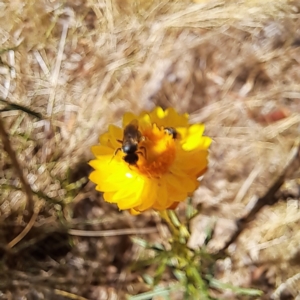 Halictidae (family) at Justice Robert Hope Reserve (JRH) - 26 Nov 2023