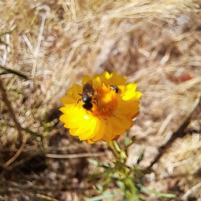 Halictidae (family) at Justice Robert Hope Reserve (JRH) - 26 Nov 2023 by abread111