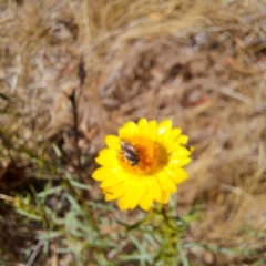 Halictidae (family) at Justice Robert Hope Reserve (JRH) - 26 Nov 2023 11:39 AM