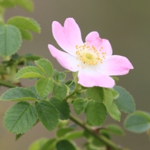 Rosa rubiginosa at Gigerline Nature Reserve - 24 Nov 2023 12:02 PM