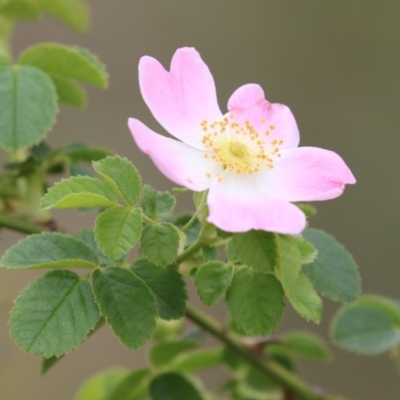Rosa rubiginosa (Sweet Briar, Eglantine) at Gigerline Nature Reserve - 24 Nov 2023 by RodDeb