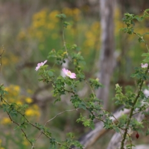 Rosa rubiginosa at Gigerline Nature Reserve - 24 Nov 2023 12:02 PM