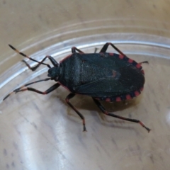 Notius depressus (Shield bug) at Macarthur, ACT - 24 Nov 2023 by RodDeb