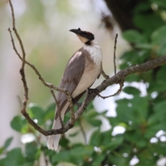 Philemon corniculatus (Noisy Friarbird) at Pine Island to Point Hut - 25 Nov 2023 by RodDeb