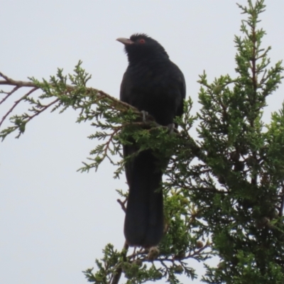 Eudynamys orientalis (Pacific Koel) at Macarthur, ACT - 24 Nov 2023 by RodDeb