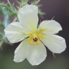 Argemone ochroleuca subsp. ochroleuca (Mexican Poppy, Prickly Poppy) at Pine Island to Point Hut - 25 Nov 2023 by RodDeb