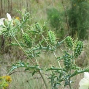 Argemone ochroleuca subsp. ochroleuca at Pine Island to Point Hut - 25 Nov 2023