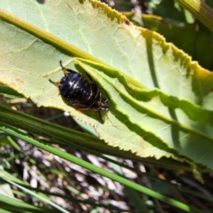 Blattidae sp. (family) (Unidentified blattid cockroach) at Watson, ACT - 26 Nov 2023 by abread111