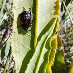 Blattidae sp. (family) at Justice Robert Hope Reserve (JRH) - 26 Nov 2023