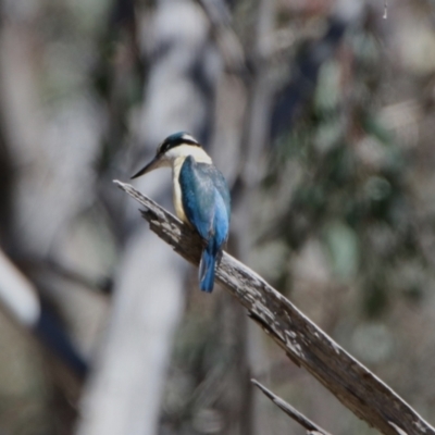 Todiramphus sanctus (Sacred Kingfisher) at Bonython, ACT - 25 Nov 2023 by RodDeb