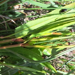 Rumex brownii (Slender Dock) at Watson Woodlands - 26 Nov 2023 by abread111