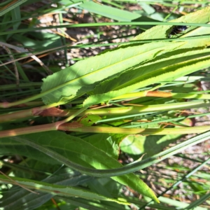 Rumex brownii at Justice Robert Hope Reserve (JRH) - 26 Nov 2023 11:19 AM