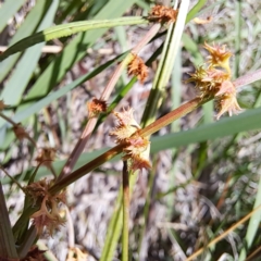 Rumex brownii at Justice Robert Hope Reserve (JRH) - 26 Nov 2023 11:19 AM