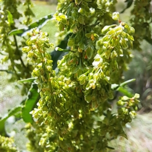 Rumex crispus at Justice Robert Hope Reserve (JRH) - 26 Nov 2023