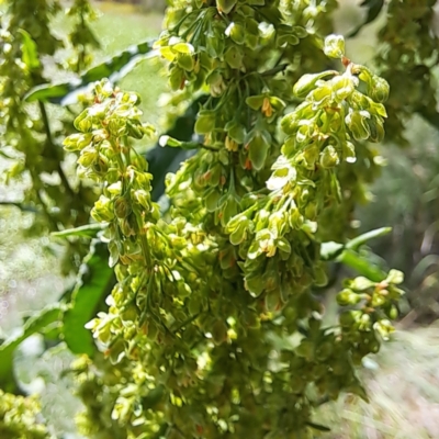 Rumex crispus (Curled Dock) at Watson, ACT - 26 Nov 2023 by abread111