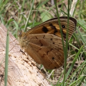 Heteronympha merope at Greenway, ACT - 26 Nov 2023