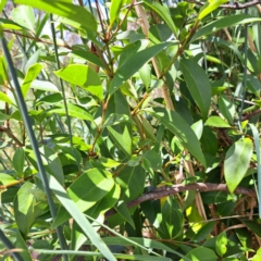 Ligustrum lucidum (Large-leaved Privet) at Watson, ACT - 26 Nov 2023 by abread111