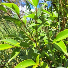 Ligustrum lucidum at Justice Robert Hope Reserve (JRH) - 26 Nov 2023 11:12 AM