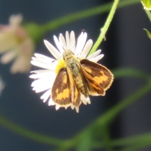 Ocybadistes walkeri at Lake Tuggeranong - 26 Nov 2023