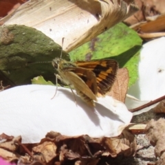 Ocybadistes walkeri at Lake Tuggeranong - 26 Nov 2023