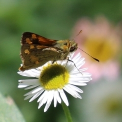 Ocybadistes walkeri at Lake Tuggeranong - 26 Nov 2023