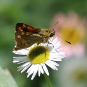 Ocybadistes walkeri at Lake Tuggeranong - 26 Nov 2023