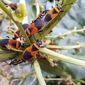 Dindymus versicolor at Watson, ACT - 24 Nov 2023