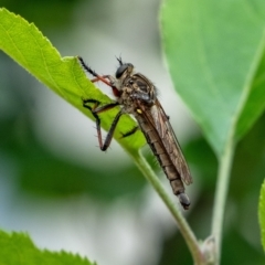 Asiola fasciata by Aussiegall