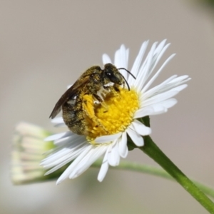 Lasioglossum (Chilalictus) sp. (genus & subgenus) at Lake Tuggeranong - 26 Nov 2023